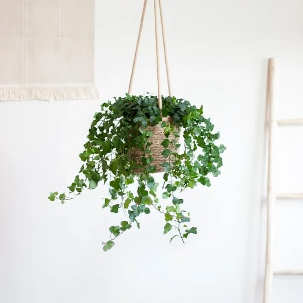 Hangplant in interieur