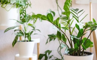 De kracht van planten in je interieur