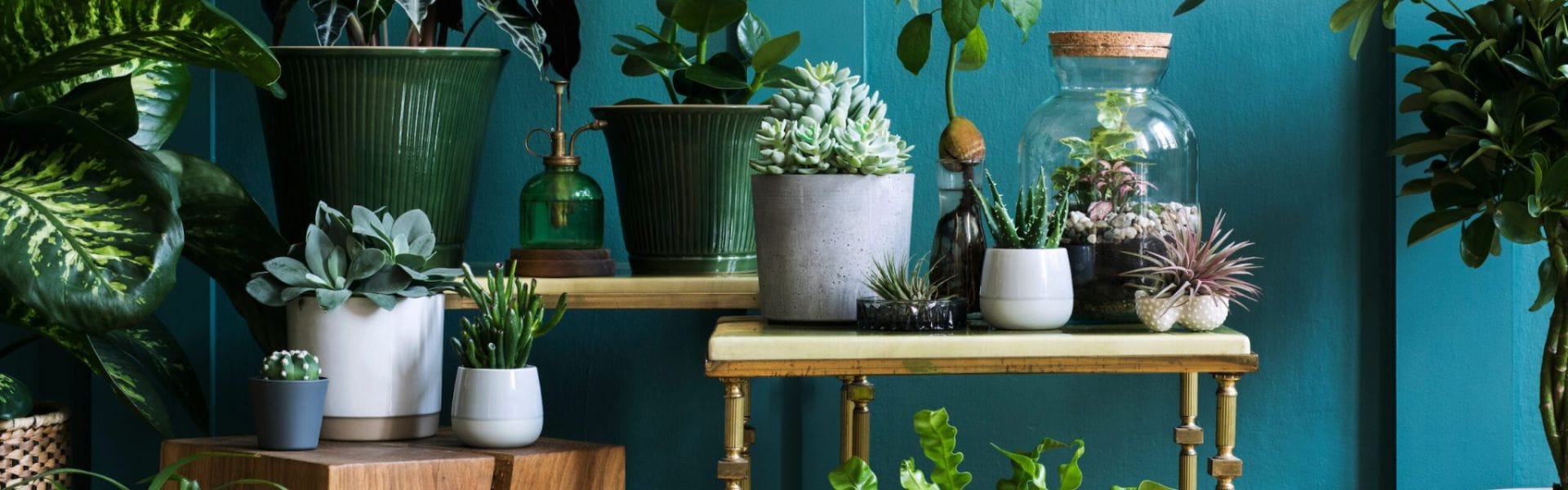 Planten in je interieur